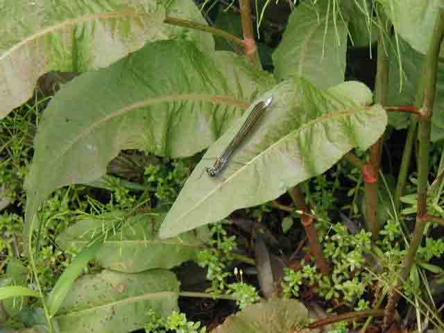 �H�����x�߂�q�K�V�J���g���{�̃I�X