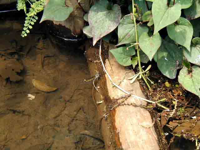 �Y�����̃q�K�V�J���g���{