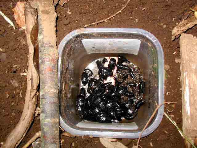 �O������d�|�����g���b�v�ɓ������V�f���V