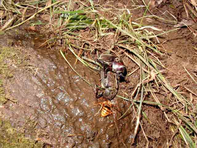 ���t�ɏW�܂�J�u�g���V�ƃX�Y���o�`