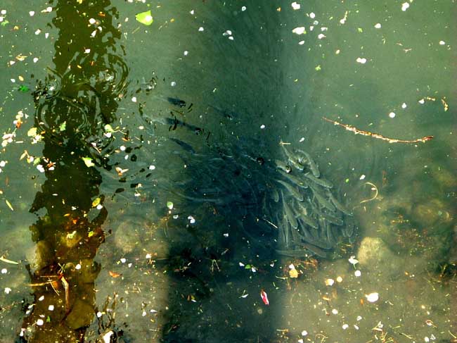 ���쐅�H�̃C�i�b�R����