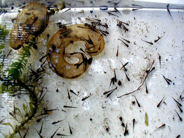 �g�E�L���E�T���V���E�E�I�̗c�́i�Q�l�W���j