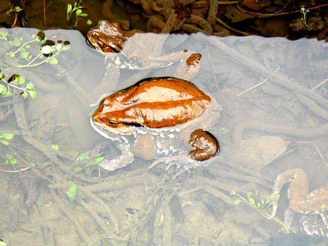 ���ڂ���q�L�K�G���Ɨ���