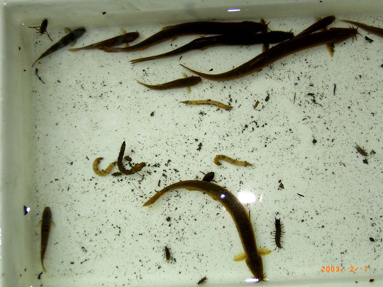 �~�o���ꂽ�������i�z�g�P�h�W���E�A�V�}�h�W���E�ق��j