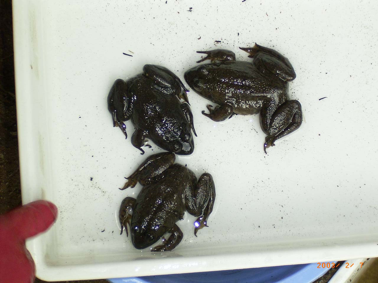 �~�o���ꂽ�������i�E�V�K�G���j