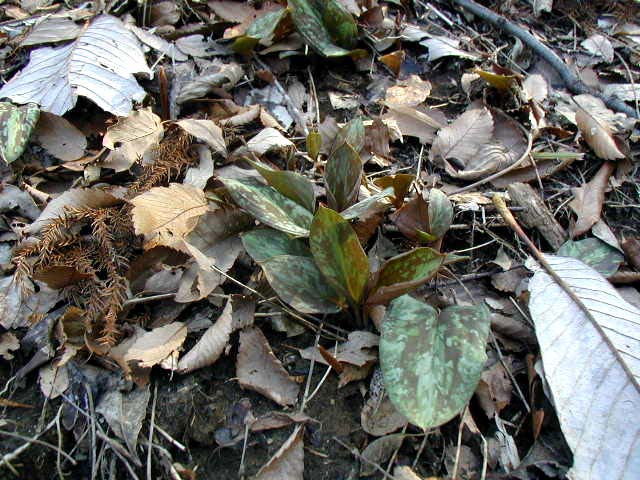 �ڐA�����J�^�N��