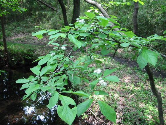 �ٓV�r�ɂ�����T���t�^�M�̖�