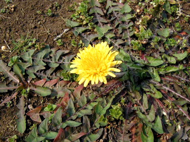 �����ɊJ�����^���|�|