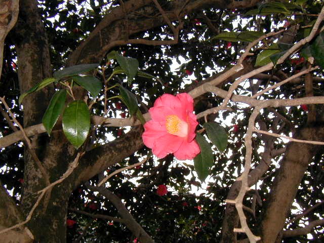 �q���h���̊�ԑ�ւ̃c�o�L�̉�