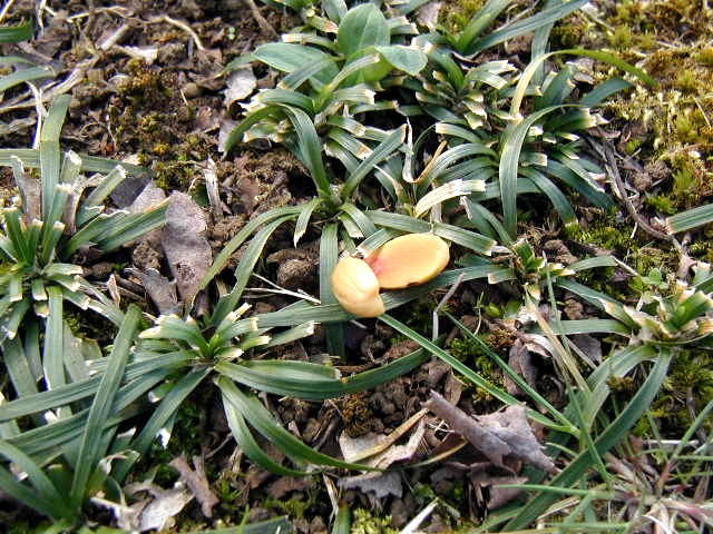 �h���O���̎�������o���Ă��܂�