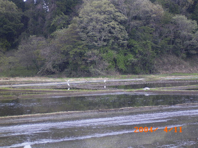 �J�Óc�̃_�C�T�M���a�̂���x��ŎQ���҂����}���Ă���ʐ^