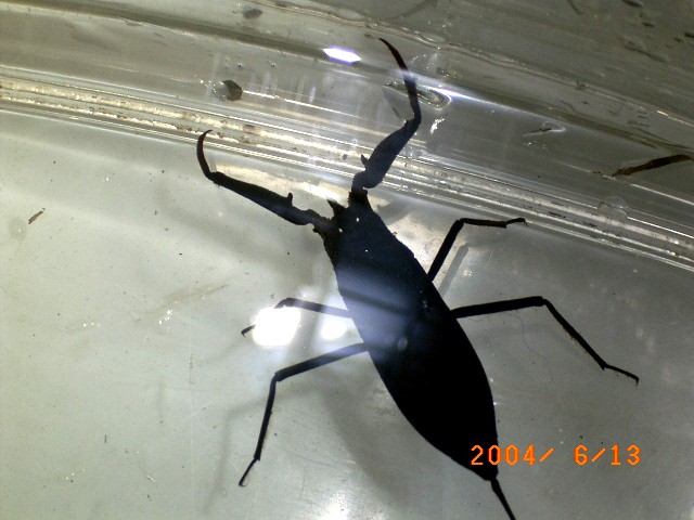 �u������̊ώ@�|�C���g�Ń^�C�R�E�`���I�v�̎ʐ^