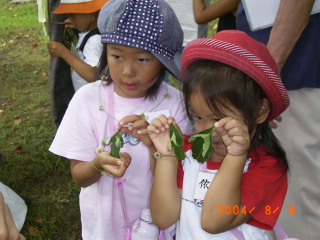 �u�c�o�L�̗t���ς̑������킢���ł���I�v�̊������i�ʐ^