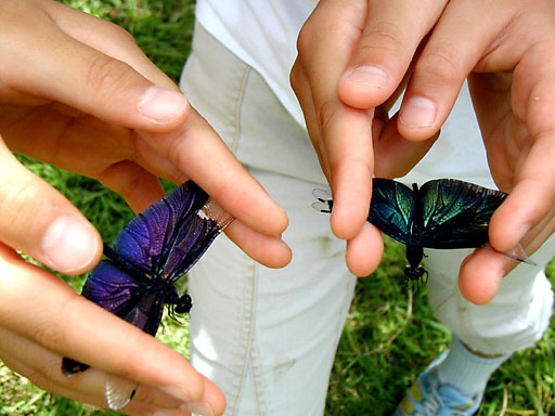 �`���E�g���{�̃I�X�ƃ��X