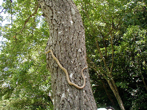 �A�I�_�C�V���E�����}�̈��A