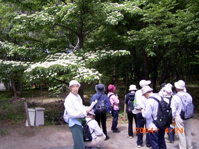 �}��ʂɔ����Ԃ��炩�����~�Y�L���y����