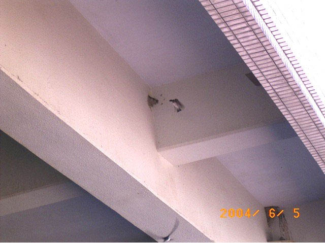 �}�����X�^�W�A���ŉc������C���c�o���̕��i�ʐ^