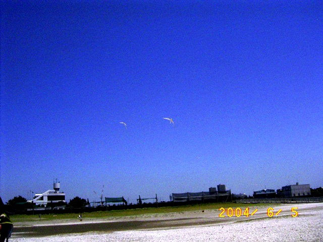 ������̕l�̉c���n�Ŋ��}�H���Ă����R�A�W�T�V�̕��i�ʐ^