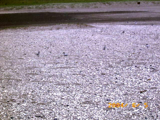 ���Ȃ��@���x�͎�����������܂���̕��i�ʐ^