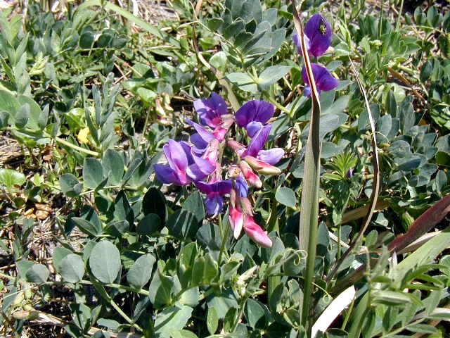 �C�l�A���n�}�G���h�E�̉�