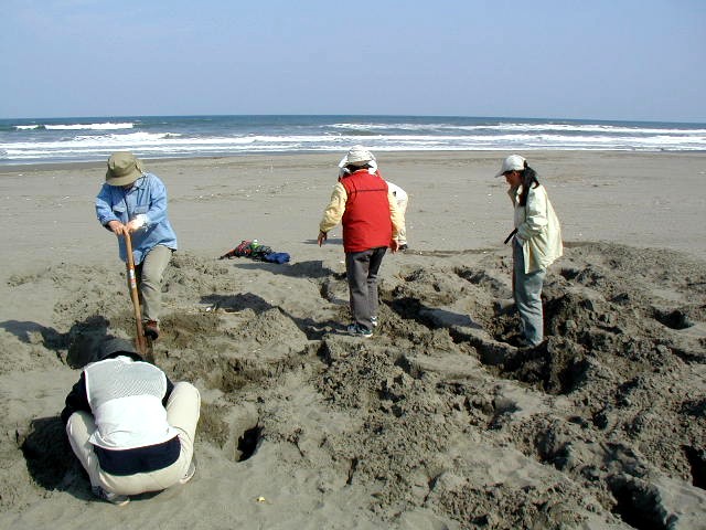 ���߂��X�i�����i���^�̃N�W���j�̔��@�i�����o�����j�ʐ^