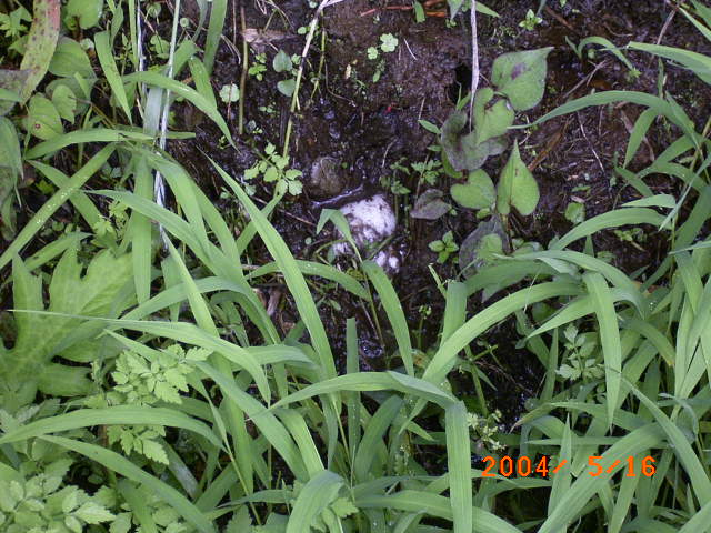 �u�y�̒�����V�����[�Q���A�I�K�G���̂��܂����I�v