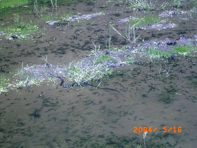 �u���}�J�K�V�N�@����_���Ă���̂��ȁv