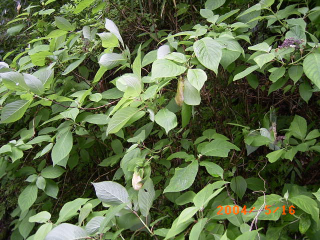 �u���ӂɒ���o�������}�ɂ������A�I�K�G���̂��܂����I�v