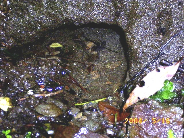 �u�┧������݂���������ɐ��ރ^�S�K�G���̃I�^�}�W���N�V�v