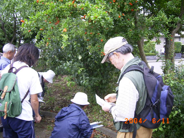 �u�U�N���̉Ԃт�̃p���b�g�V�тł����Ȕ������v�̕��i�ʐ^