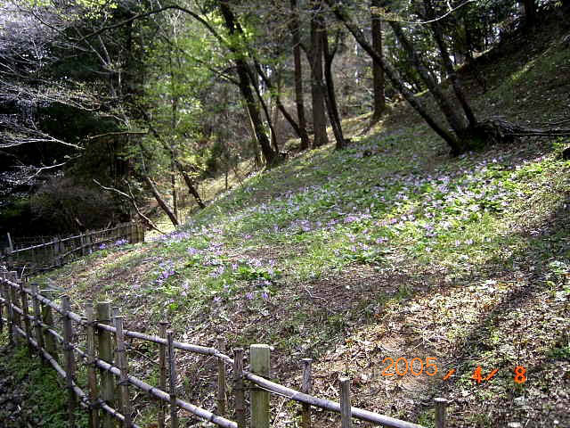 ���Ҋ��c���J�^�N�������n�ɌQ������J�^�N��