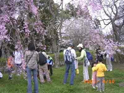 �������V�_���U�N���̉��ɂЂ�����ƍ炭�X�~���̉Ԃ̐F�Ɋ����I