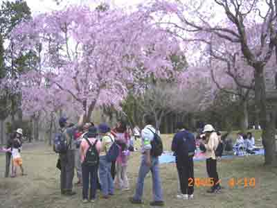 ���Ԍ��L��̉������ڂłɂ�݂Ȃ�����̉Ԃ̊ώ@�@�c�q���ԁH