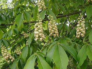 �u���V��ŏ��Ԃ��������̃g�`�m�L�̉Ԃ̎ʐ^