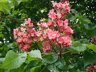 �u���V��ł����Ԃ�������̃x�j�o�i�̎ʐ^