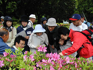 �c�c�W�̉Ԃ̎d�g�݂��F�Ŋm�F���Ă���ʐ^