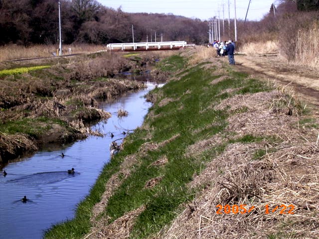 �w�C�P�{�^���̃��b�J�⌎��̎��ӂł̓R�K���������̖쒹���ώ@�o����@���i�̎ʐ^