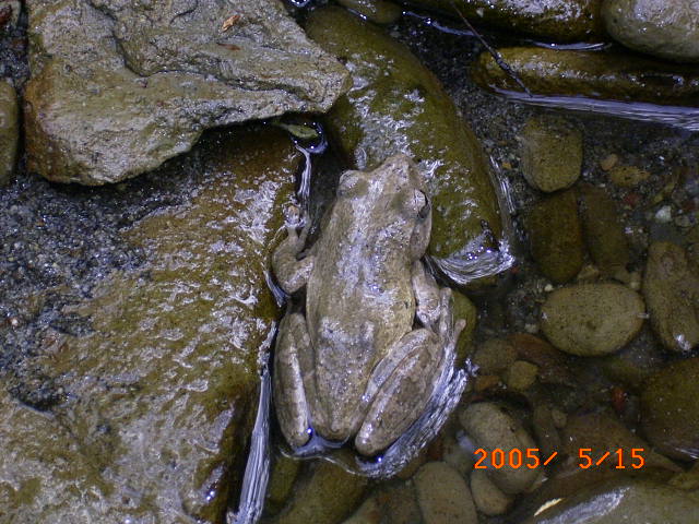 �����̐΂Ɋ��Y���^�S�K�G���̎ʐ^