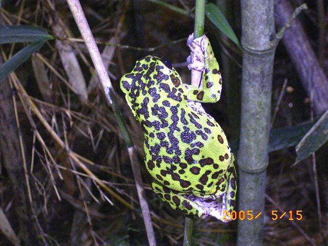 �X�̗d�������A�I�K�G���̎ʐ^