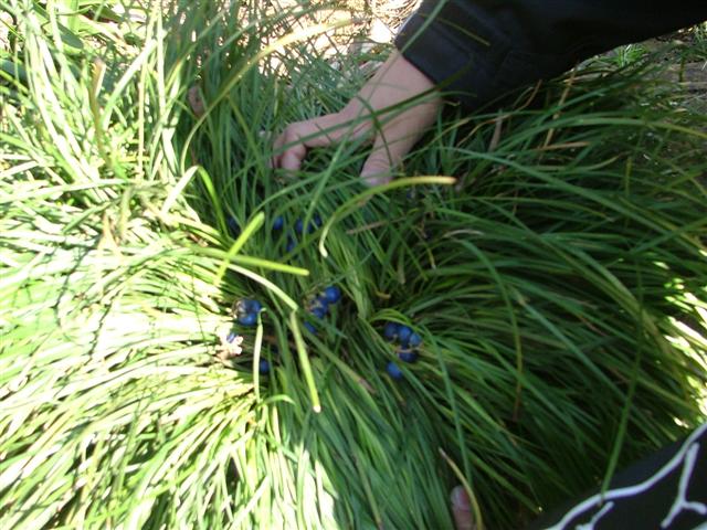 �����E�m�q�Q�̐����A�t�̗z�𗁂тĂƂĂ��������ʐ^