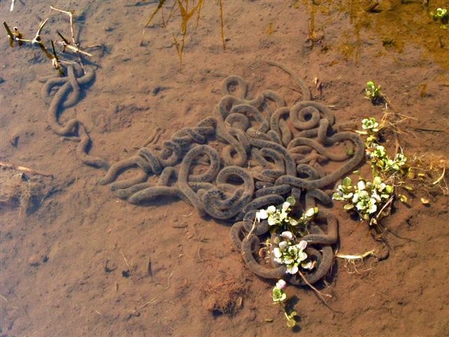 �A�Y�}�q�L�K�G���i�K�}�K�G���j�̗���