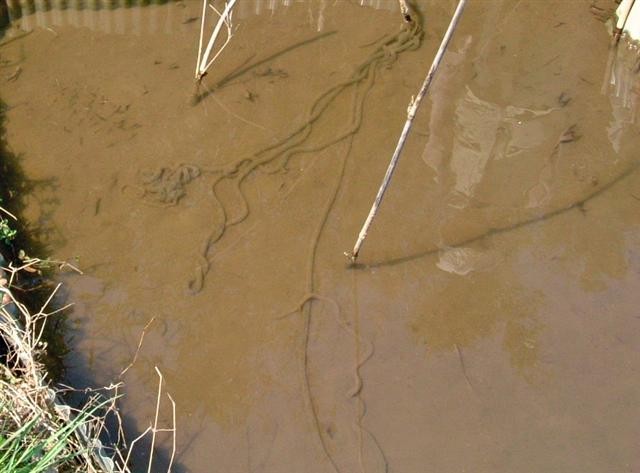 �C�k�U�N���r�i�N���j�ɁA�J�G���̗���E���_�J�E�h�W���E�E�U���K�j���������A�w�C�P�{�^��������悤�ł�