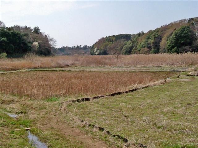 �����˂̒J�Óc�̌i�ς͂��΂炵���I�䑷�q�Ō�̒J�ÁB���t�̕��i���C���ǂ��U��