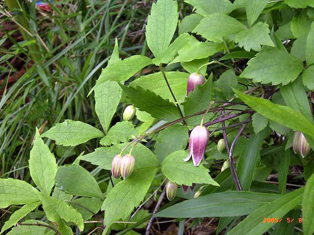 �n���V���E�Y���i�Ԃ��g���F�Ŕ����Ɏ��Ă���j�̎ʐ^