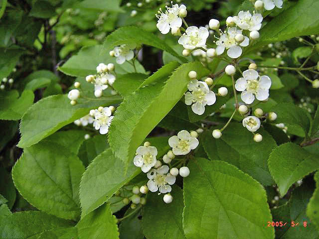 �J�}�c�J�i�����������ď�v�Ȃ��߁j�̎ʐ^