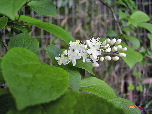 ���������ȉԂ�t����T���t�^�M�̎ʐ^