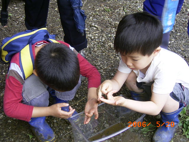 �q�L�K�G���̗c�̂���ɂƂ��Ċώ@����q�ǂ��̎ʐ^