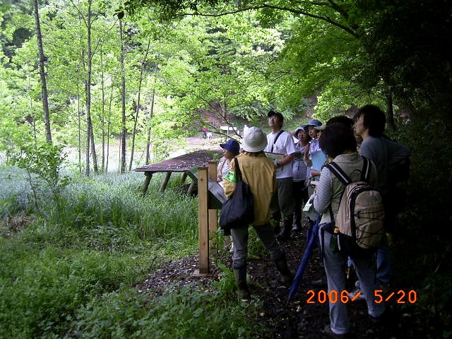 �x�k�c�̒��̃n���m�L�т̎ʐ^