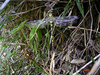 �I�j�����}�̊g��ʐ^