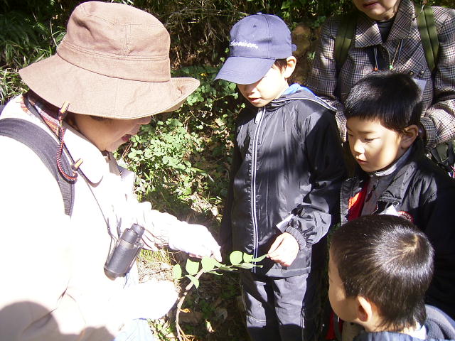 �j�Z�A�J�V�A�̗t�ŗV��ł���ʐ^